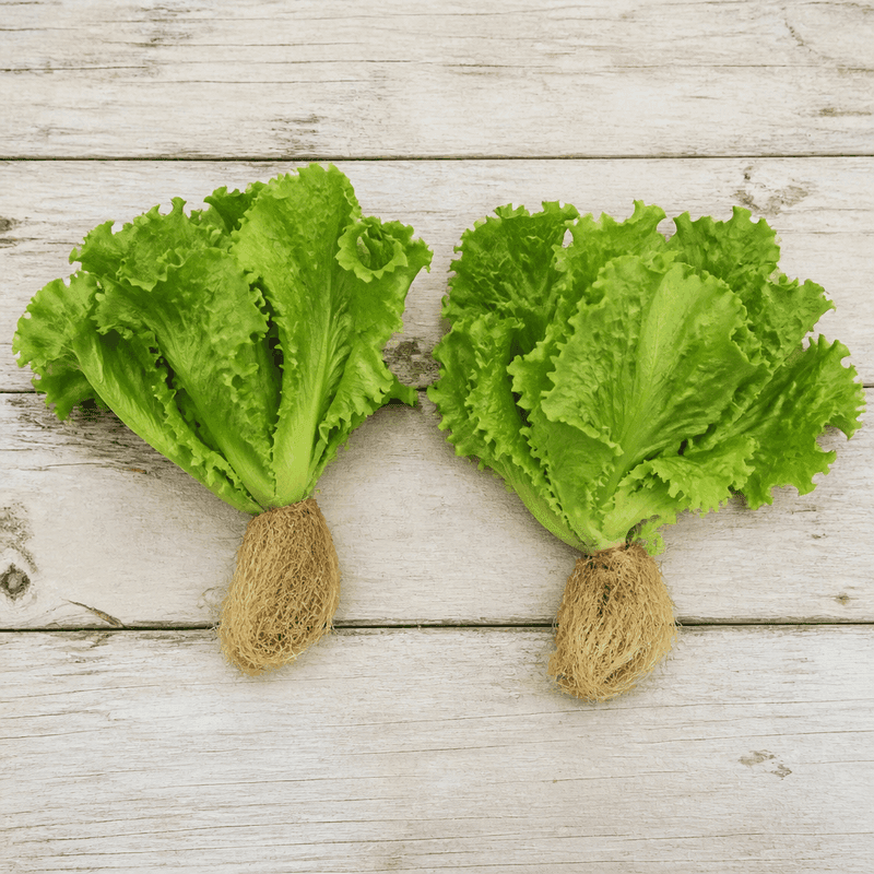 Lettuce